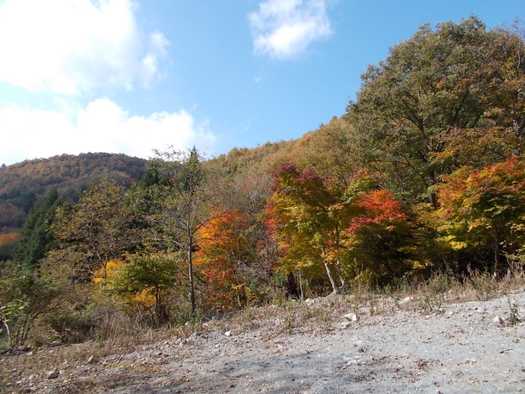12：48　駐車地点の紅葉の様子です。