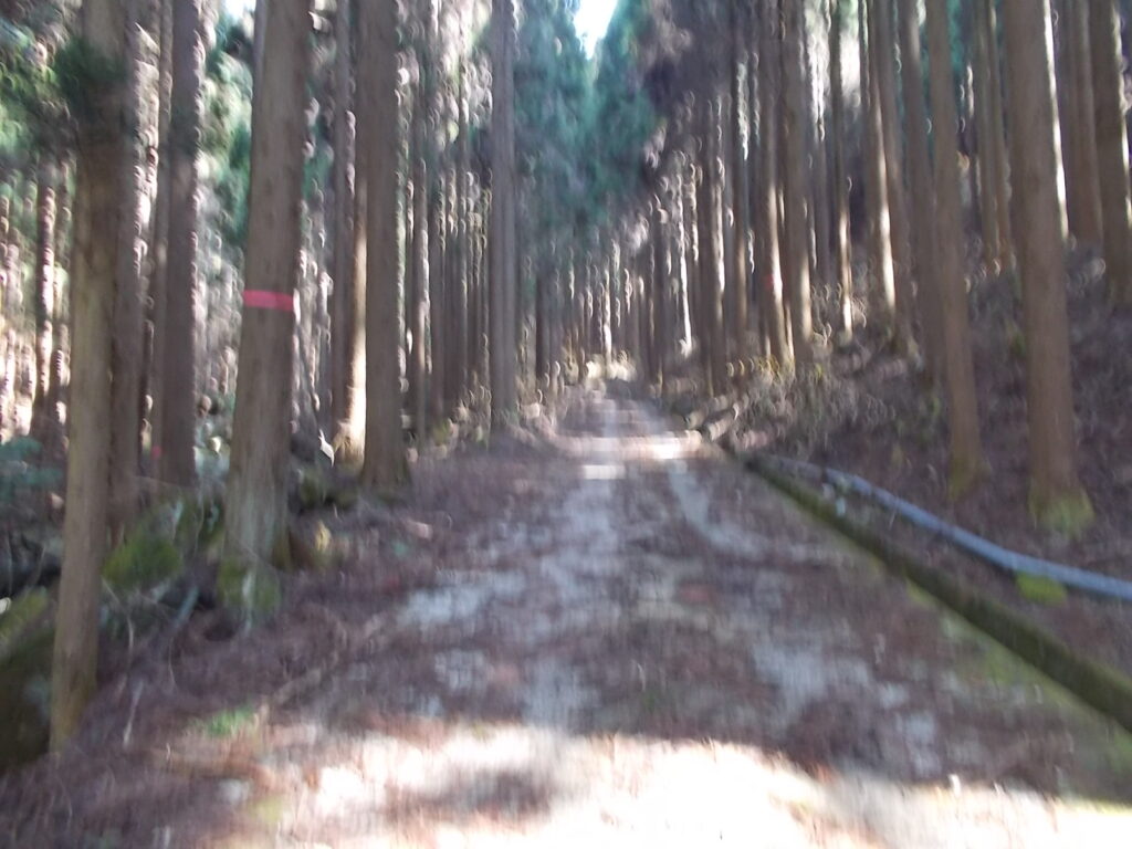 10：11 林道の様子