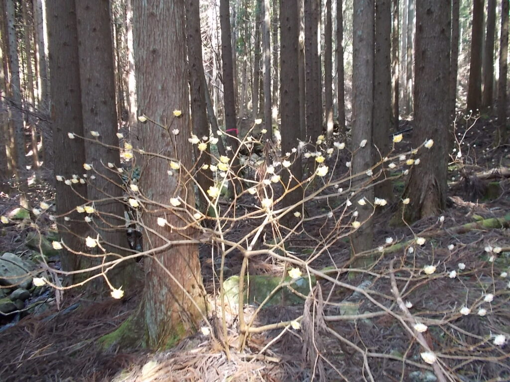 10：11 みつまたがあちこちに咲いていました。