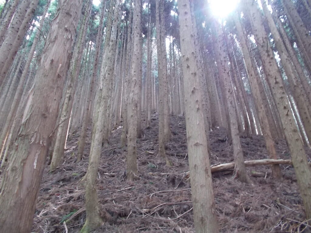 10：47　これ以上の沢登りは危険と判断したので、左側の斜面に移りましたが、こちらもかなりの上りです。身体的にはハードですが、滑って怪我することはないので精神的に楽です。