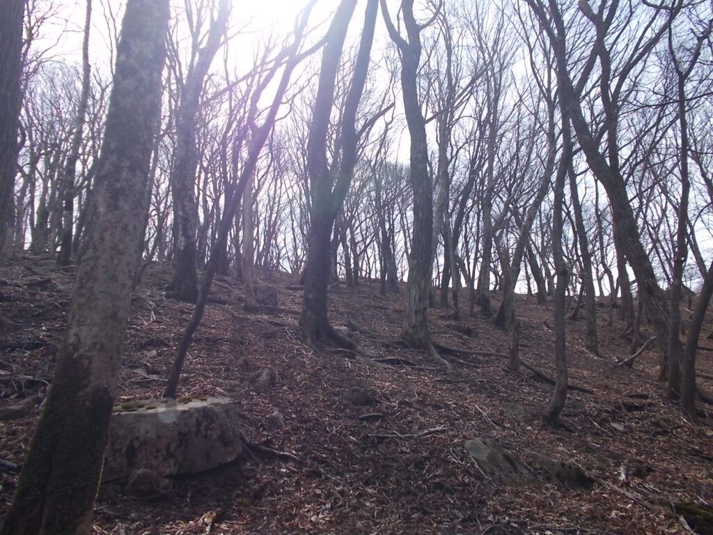 11：12　尾根手前の風景。この辺りは葉を落とした木が多いので、明るいです。