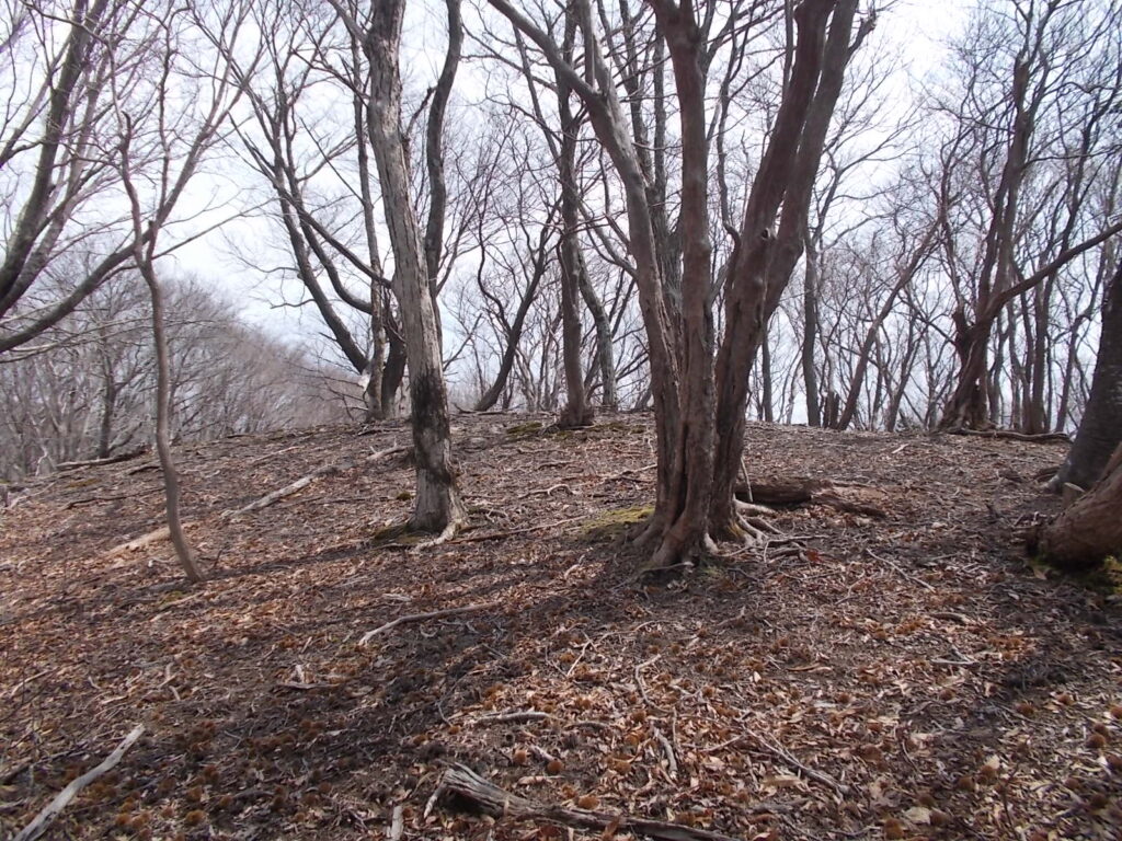 11：15　明るい尾根を歩きます。