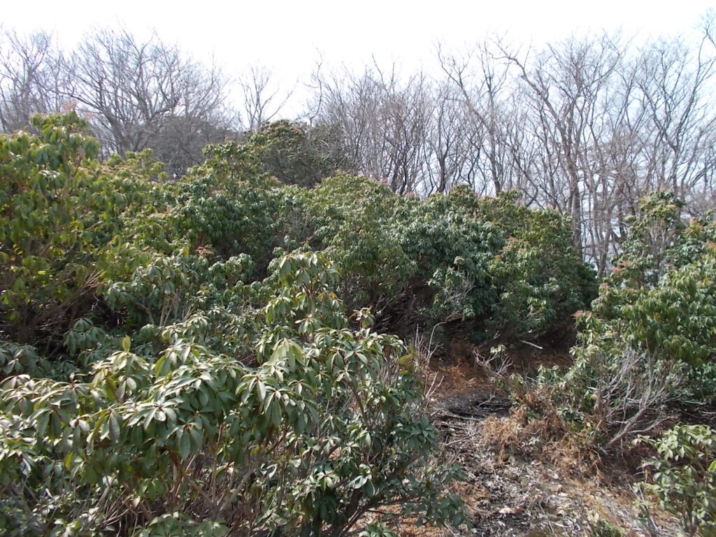 11：18　アセビの中を抜けます。かなり切ってくれているのでなんとか通れます。