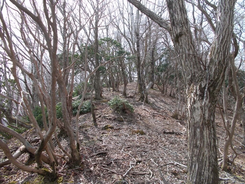 11：19　次のピークへの上りです。いくつかピークを通ります。