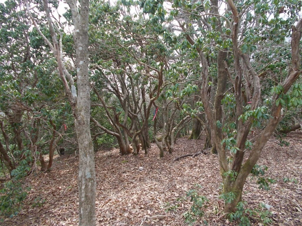 11：38　アセビの森に入ります。