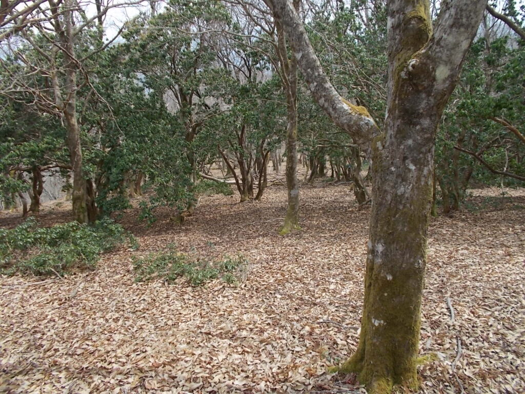 11：39　広くて明るい尾根。