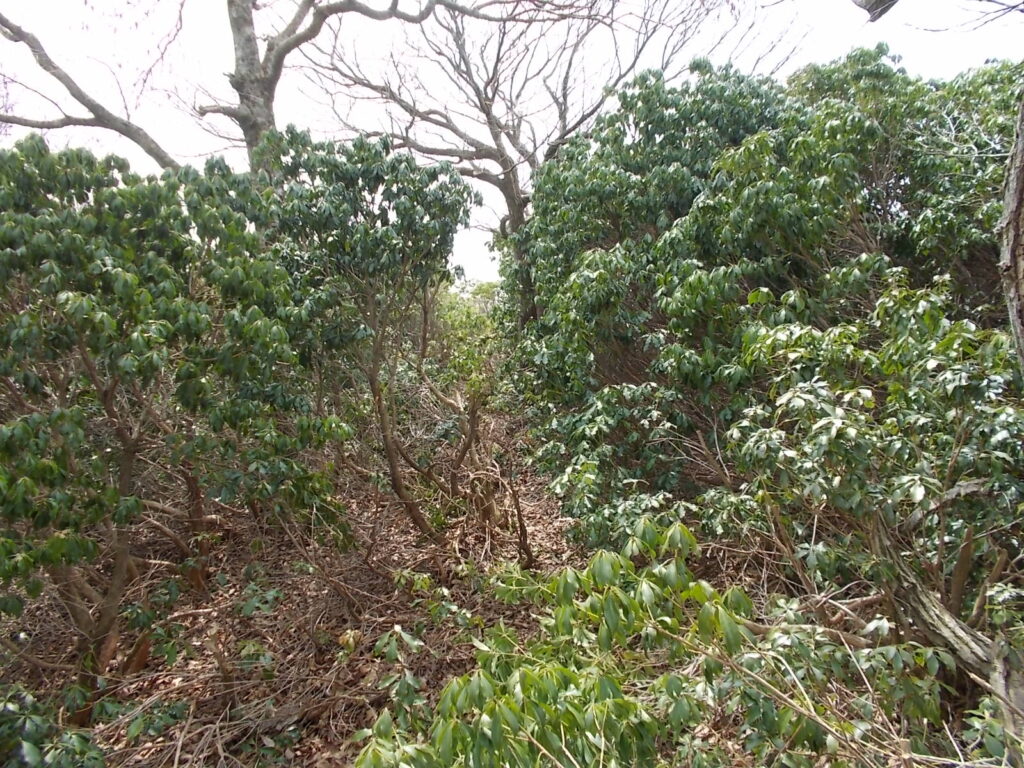 11：56　再びアセビを越えて