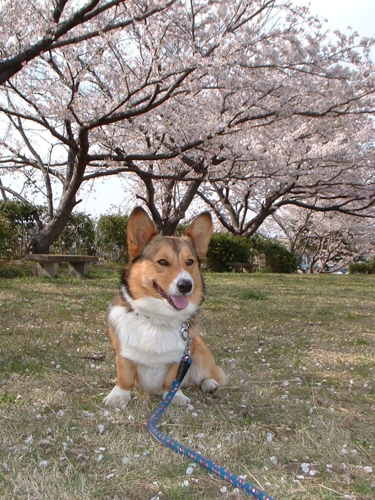 ぞうさん公園　 040407