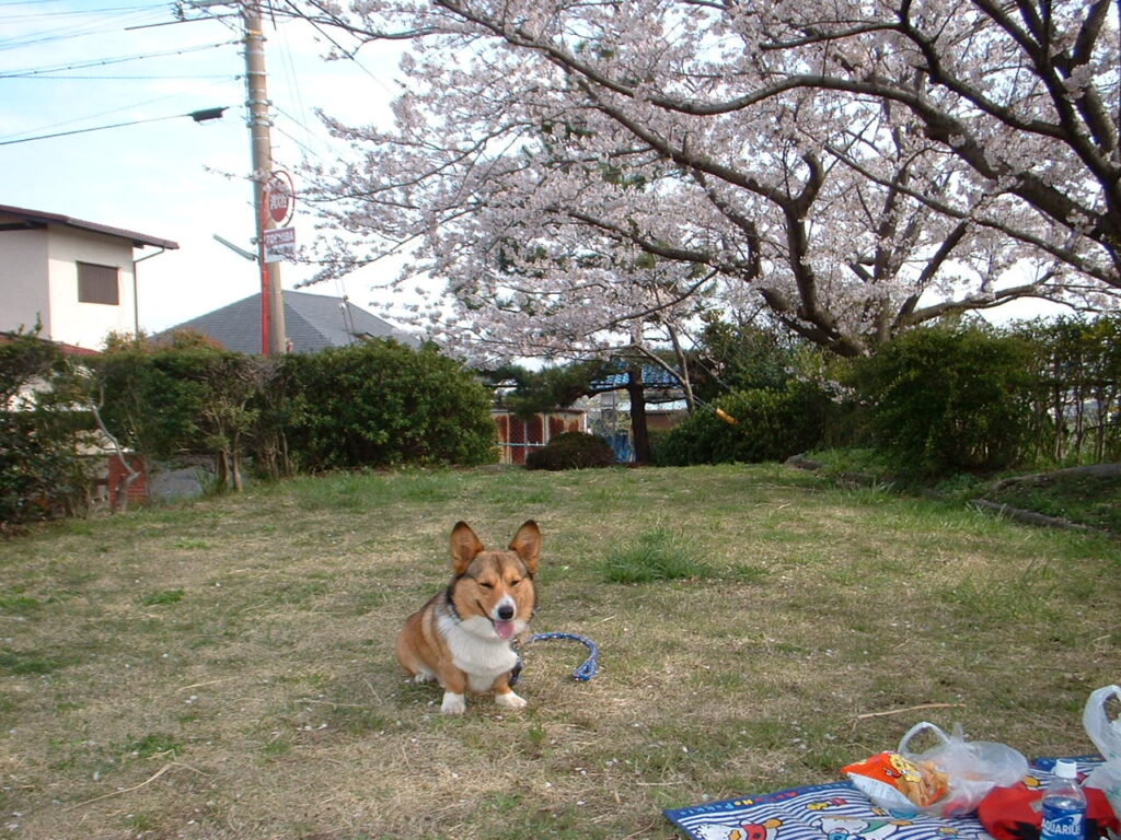 ぞうさん公園　 040407