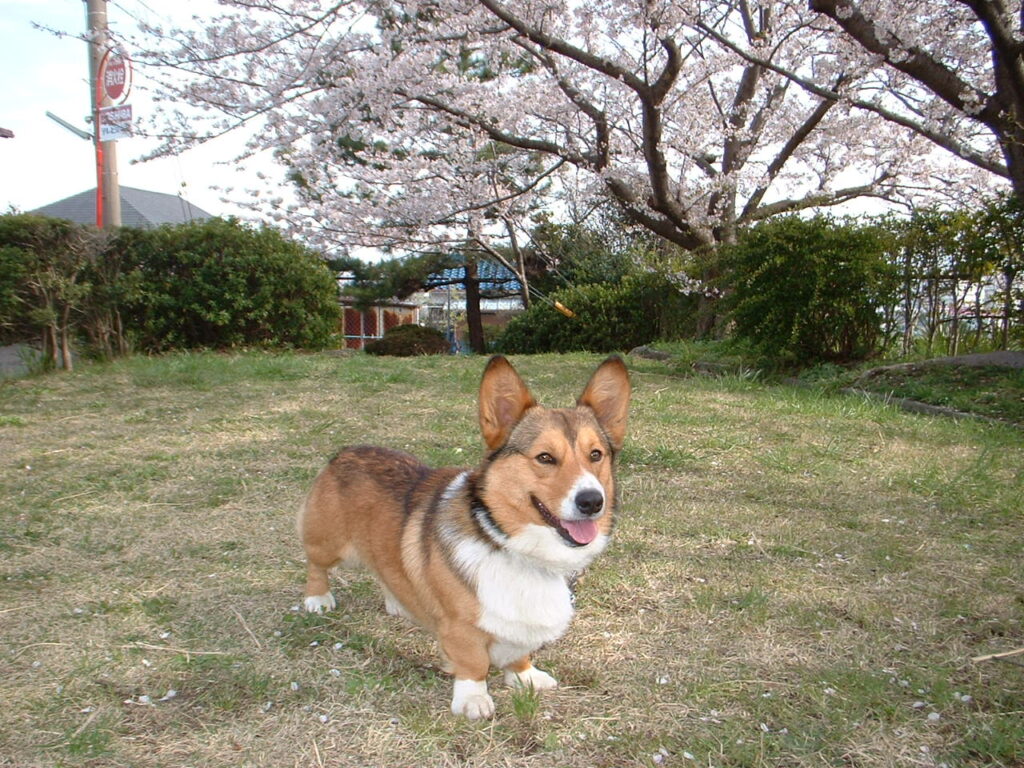 ぞうさん公園　 040407