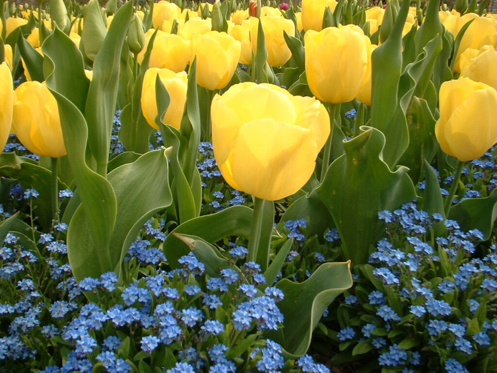 フラワーセンター20070419