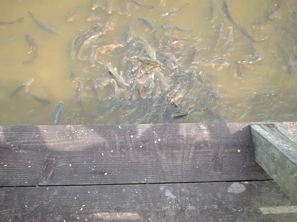 フラワーセンター20070419