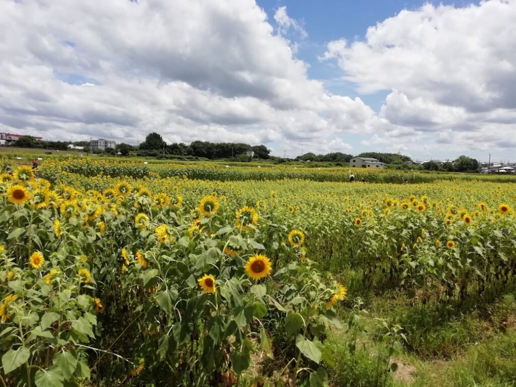 ひまわりの丘公園
