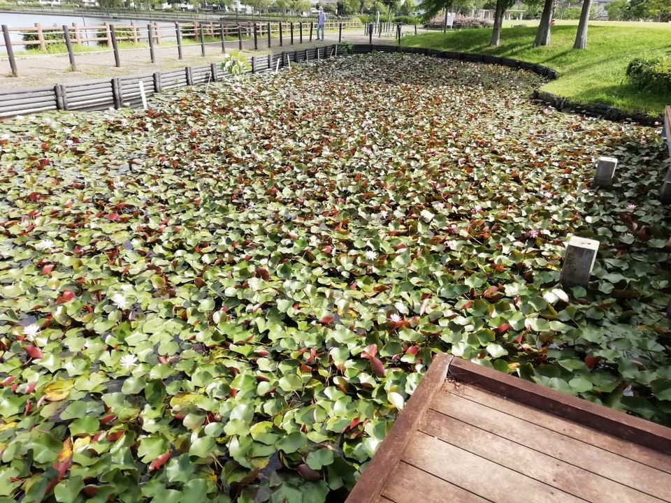 平池公園