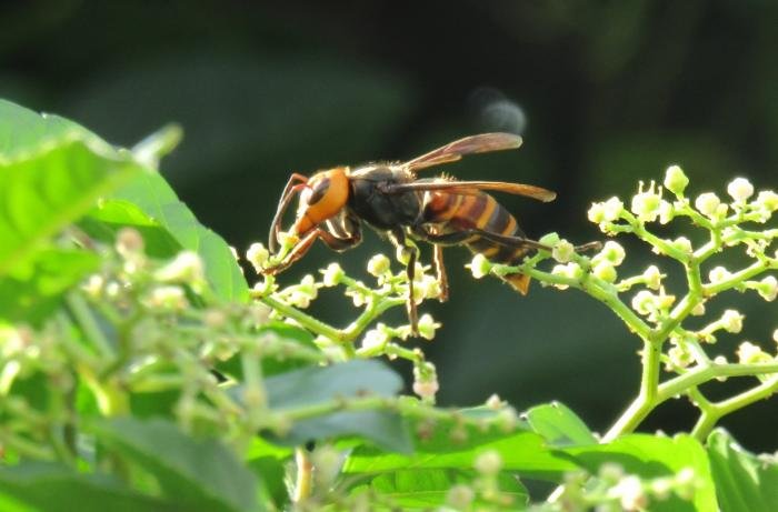 スズメバチ