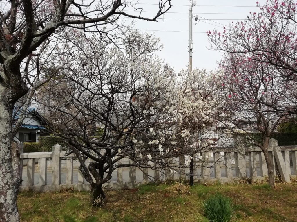 御厨神社の梅