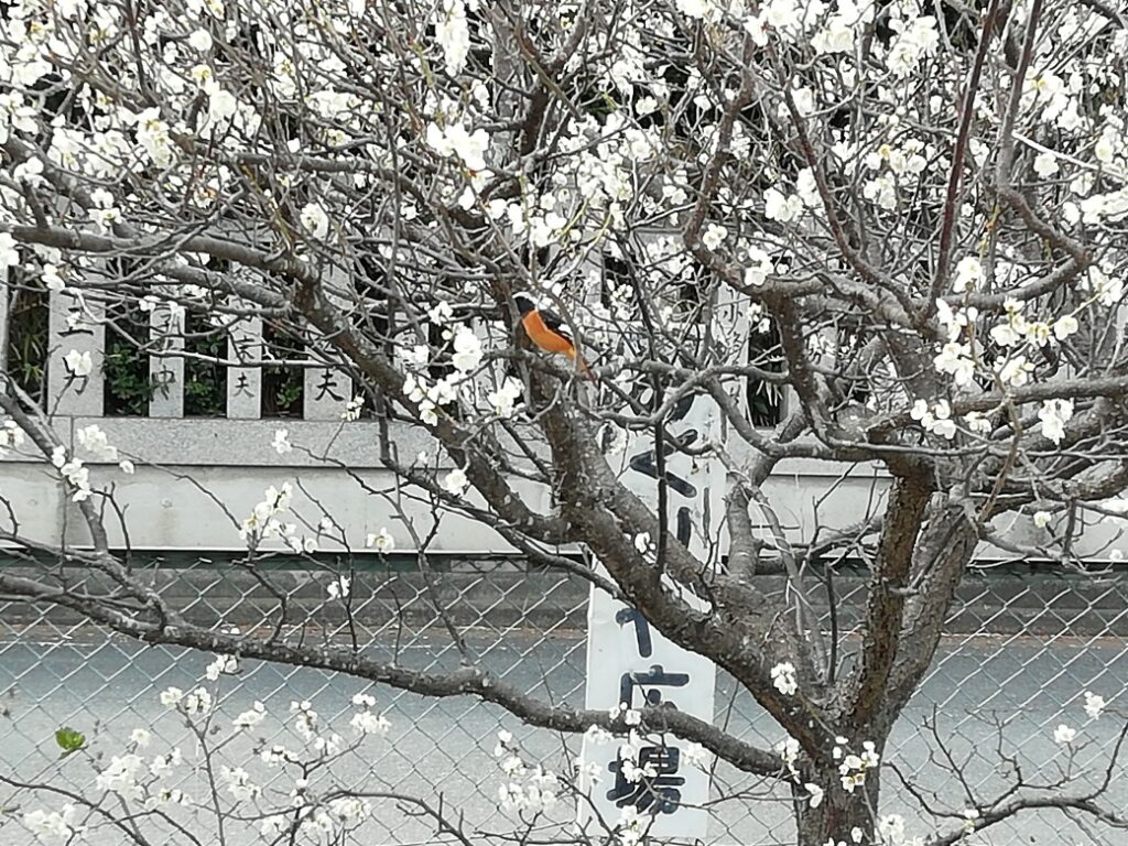 御厨神社の梅