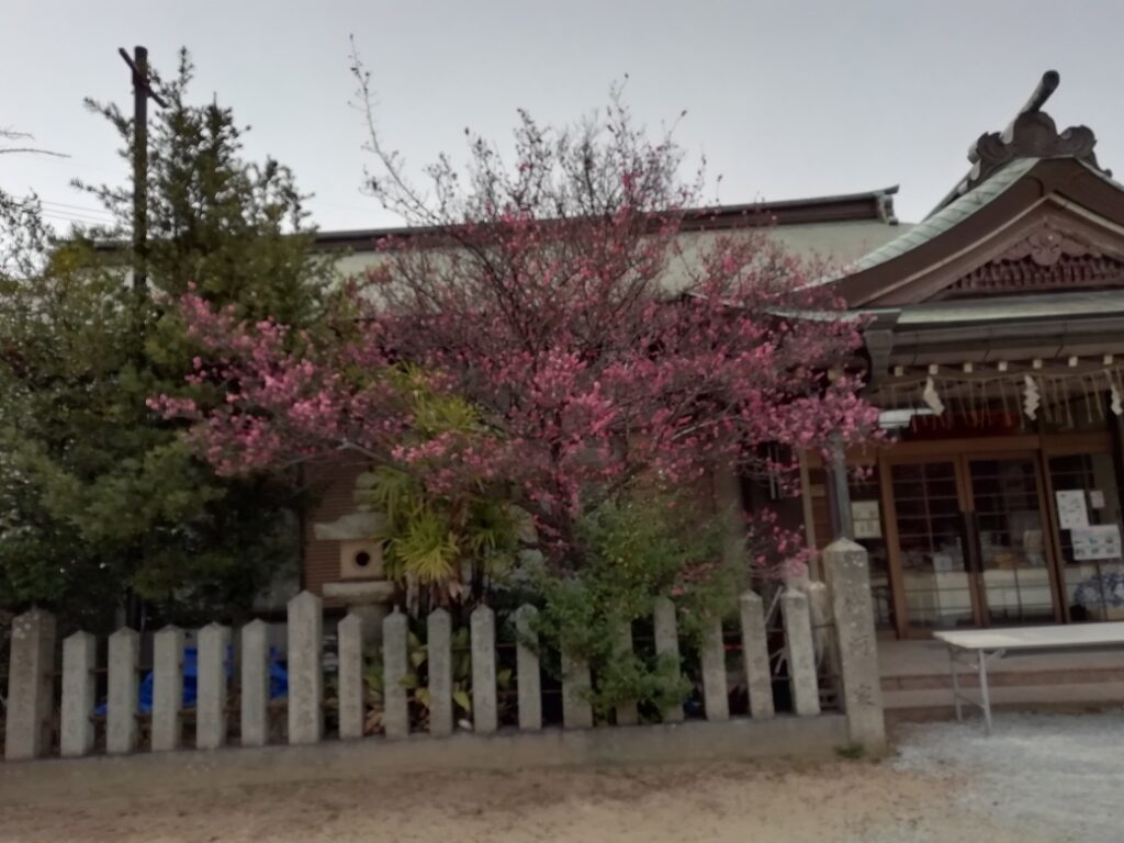 御厨神社の梅