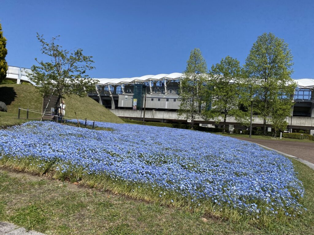 ネモフィラの種まき