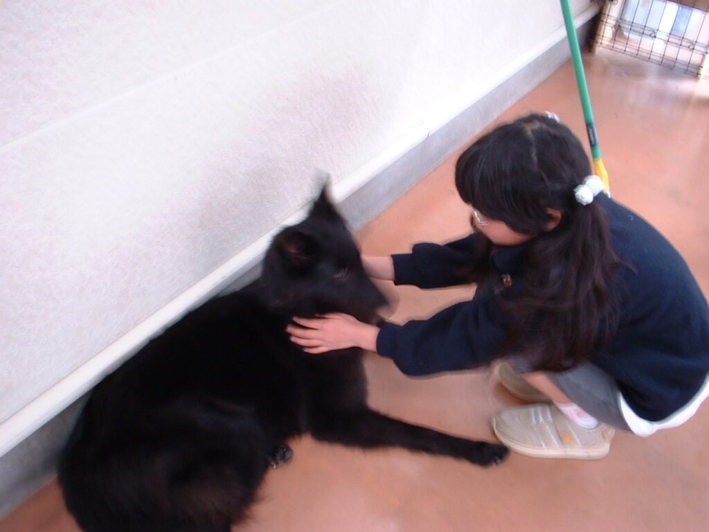 犬たちとふれあい中。