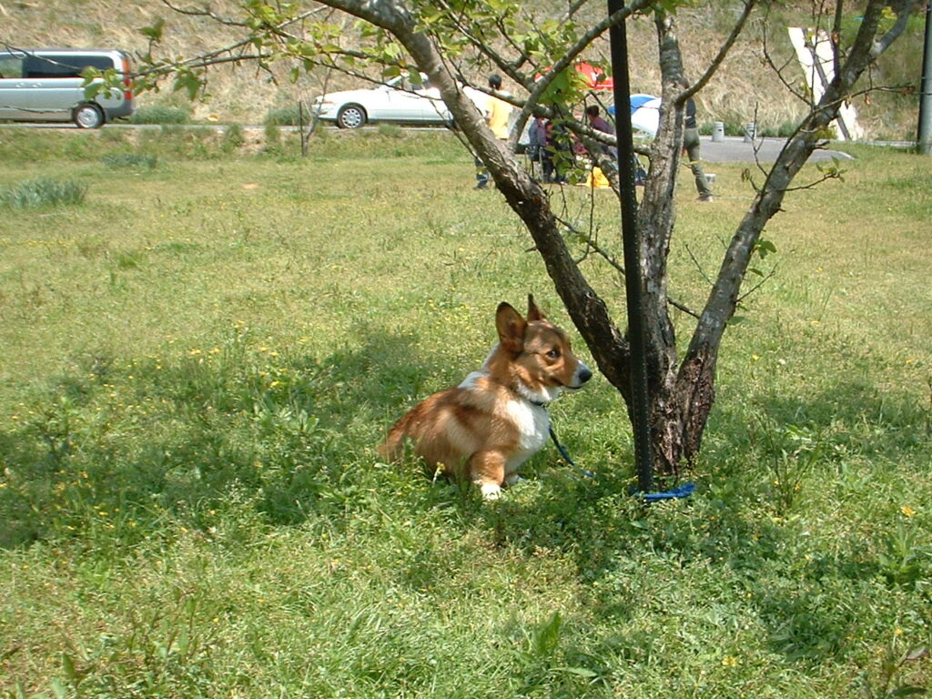 ゆめさき夢の里農業公園　 030505