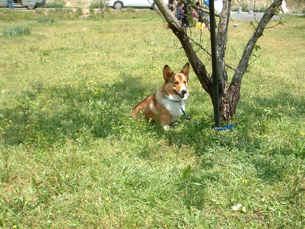 ゆめさき夢の里農業公園　 030505