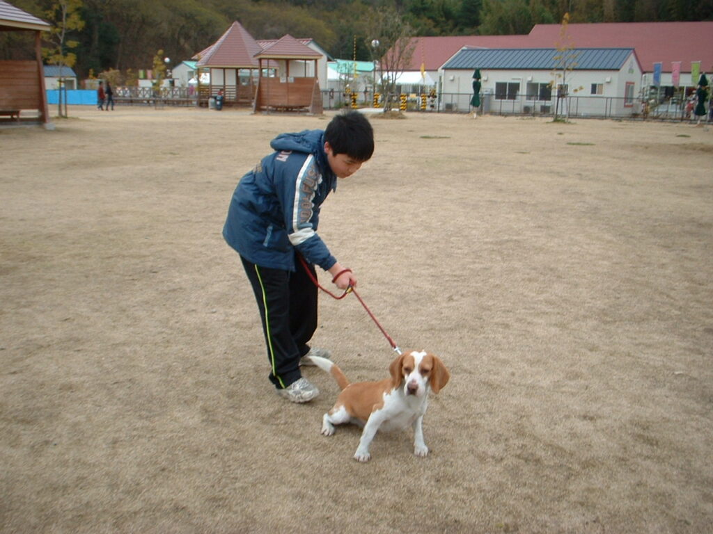 犬たちとお散歩中。
