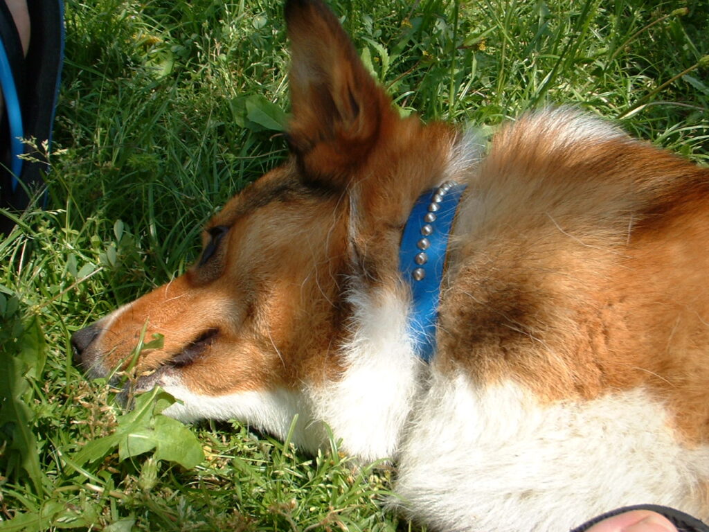 ゆめさき夢の里農業公園　 030505