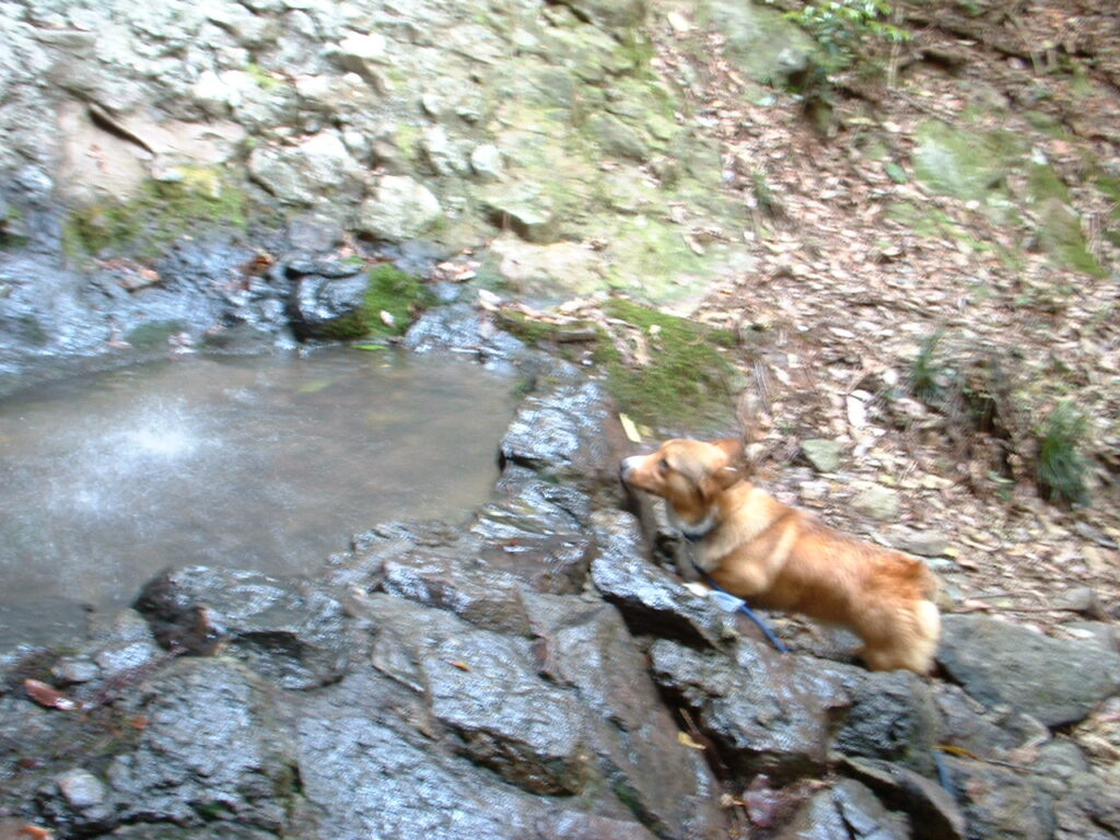 ゆめさき夢の里農業公園　 030505