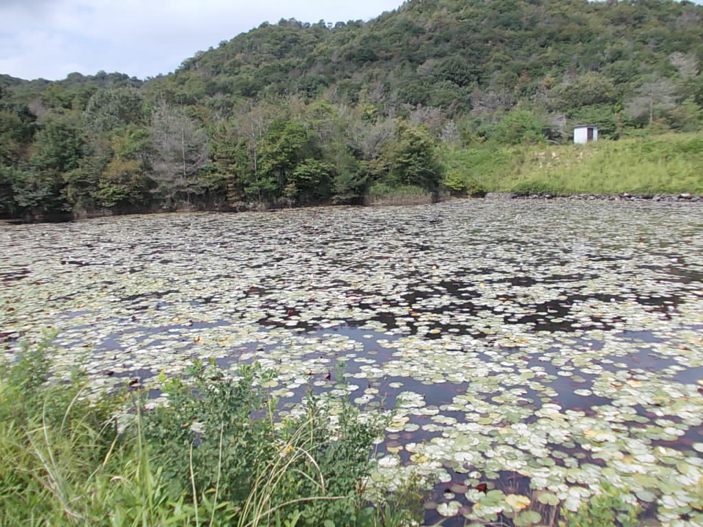 9:32 蓮池がありました。