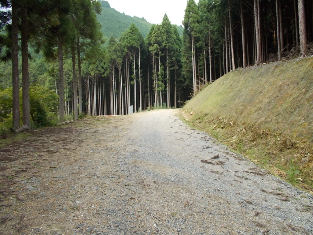 10：22　林道を林に向かって歩いて行きます。