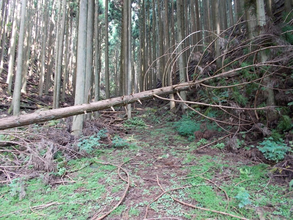 10：29　徐々に草が多くなって、この倒木をくぐると登山道に入ります。
