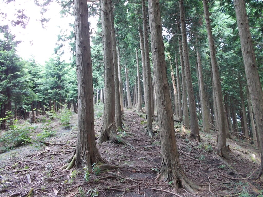 11：10　こんな感じの歩きやすいコースです。