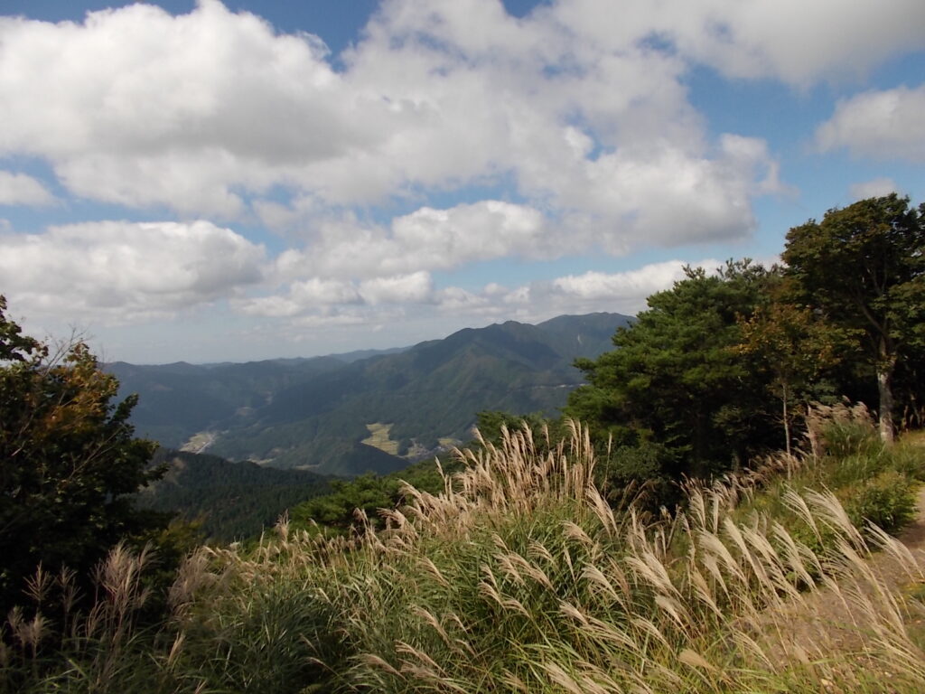 10：33　そろそろススキも見頃かな。