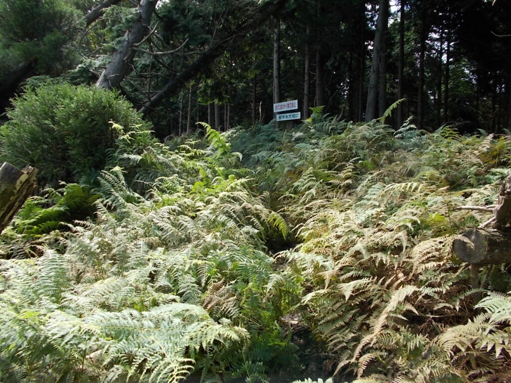10：45　このあたりはシダが多いです。
