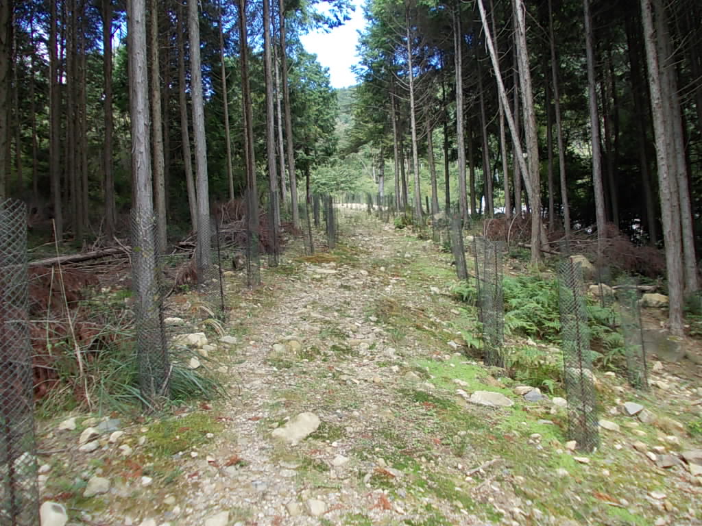 11:01 登山道の様子です。きれいに整備されています。