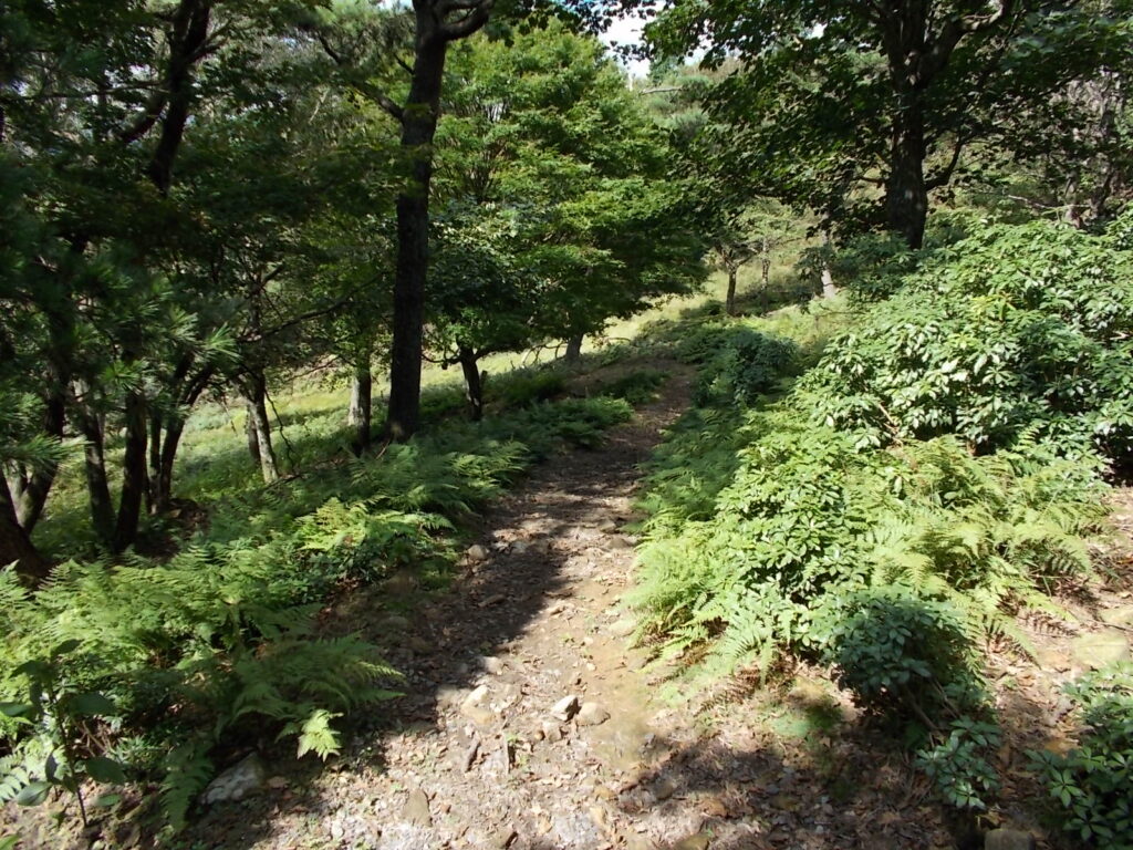11：23　登山ルートの様子。