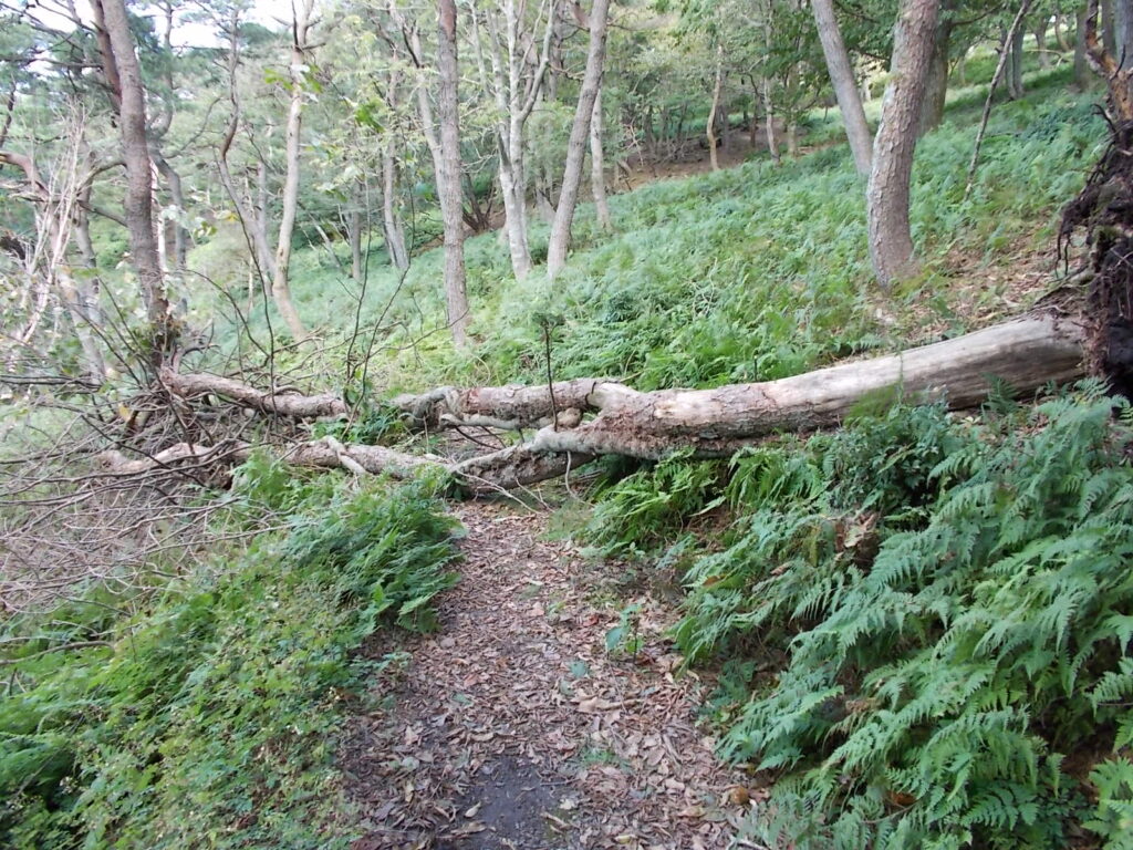 11：25　倒木がありました。