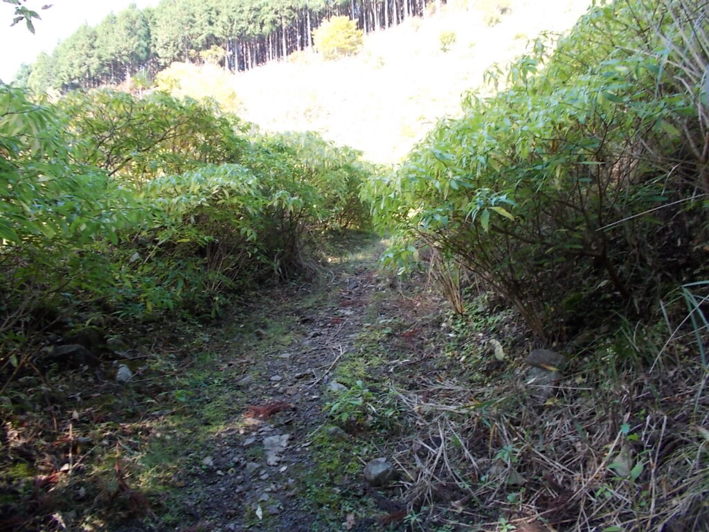 9:43 最初の登山道の様子。広々としてますが、急に登りがきつくなってきます。