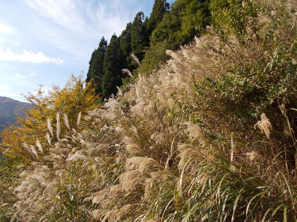 9:52 ススキの原の真ん中を歩きます。