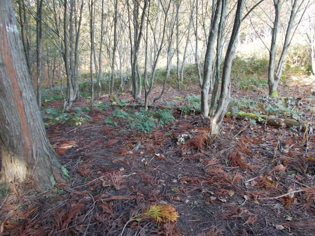 10:05 登りきると平らなところに出ます。