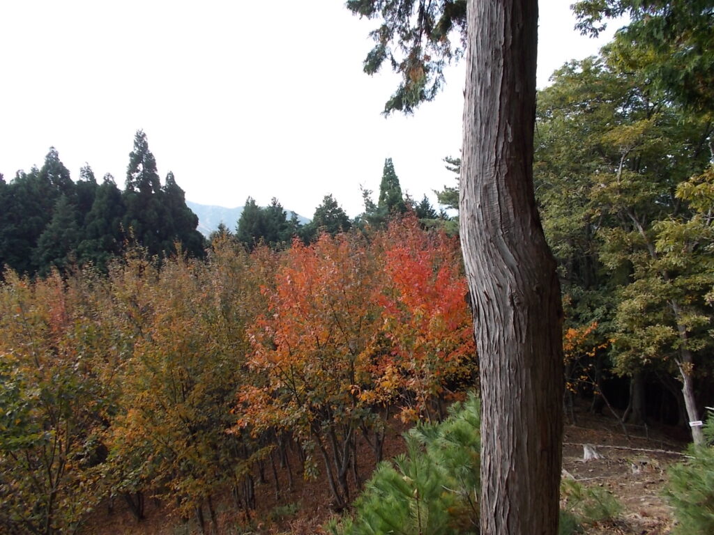 10:07 このあたりの紅葉です。