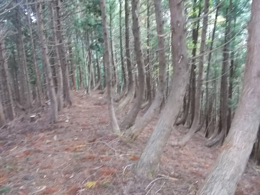 10:14 尾根のルート。雪のせいでしょうか、右側の木が曲がっています。
