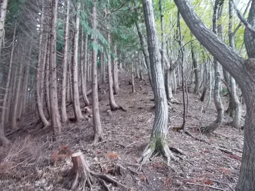 10:16 またまた急登が始まります。