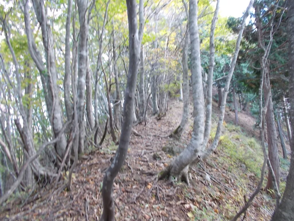 10:21 ブナ林になってきました。