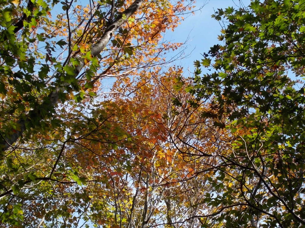 10:23 だいぶ色づいています。