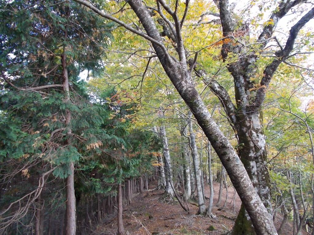 10:39 左が人工林、右が自然林。