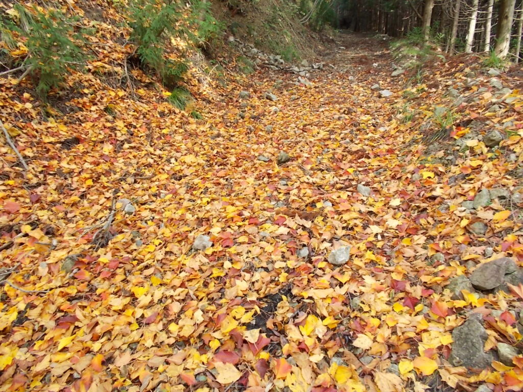 10：24　紅葉が終わりのようで、葉が落ちて錦の絨毯になってます。