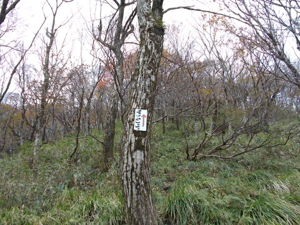 11：13　ここから急な登りになります。木に打ち付けられた案内板。空を向いてます。それくらい急ってことです。
