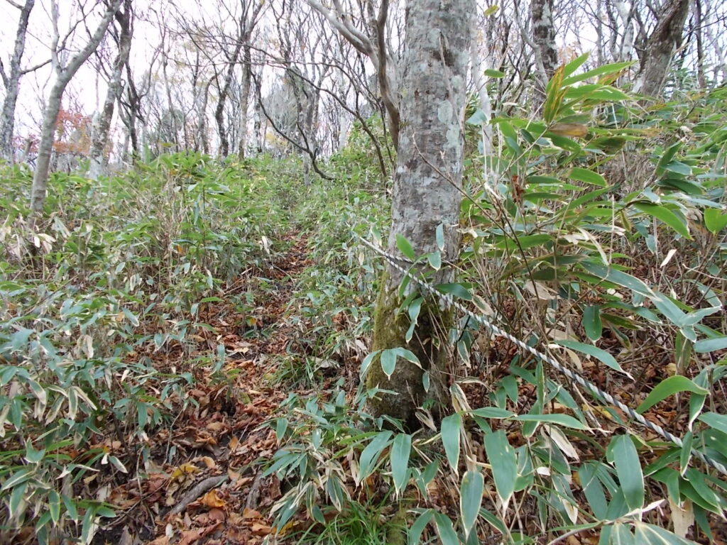 11：14　さらに急になり、ロープ場が。けっこう滑りやすいので、ロープを使う方が安全です。